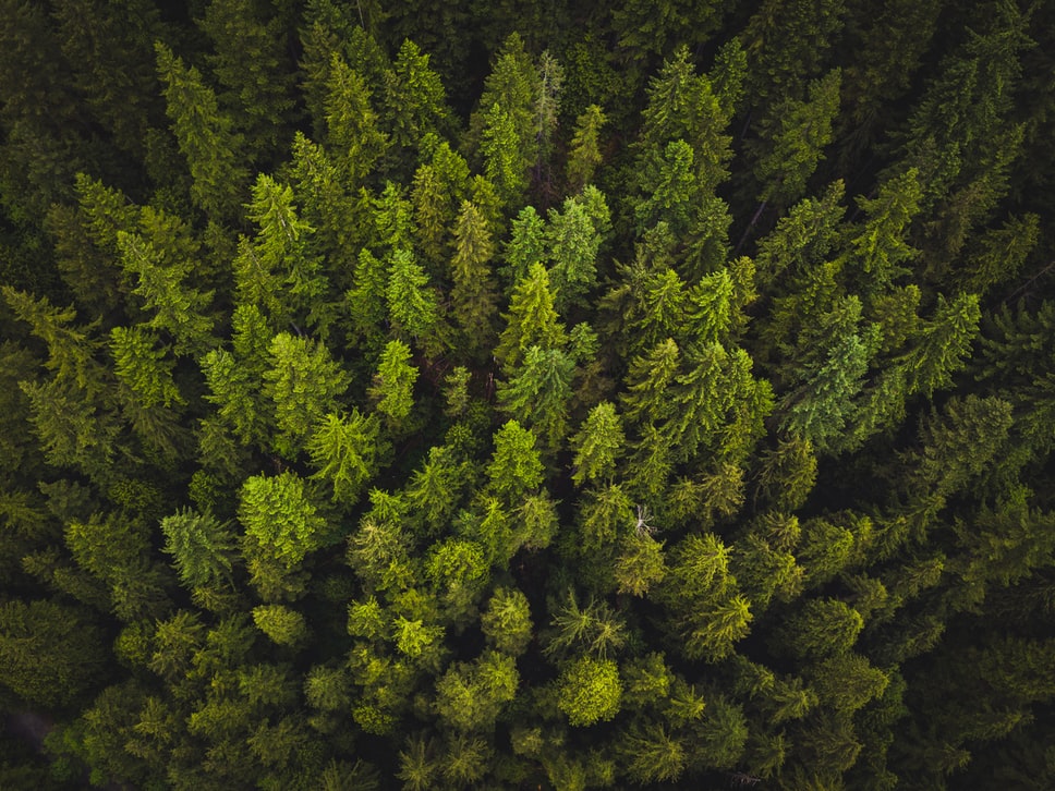 Une révolution dans l’inventaire forestier 