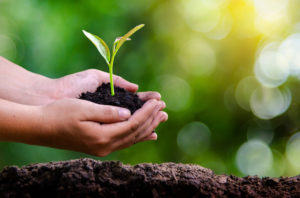 Pourquoi est-il intéressant d’investir dans un groupement forestier?