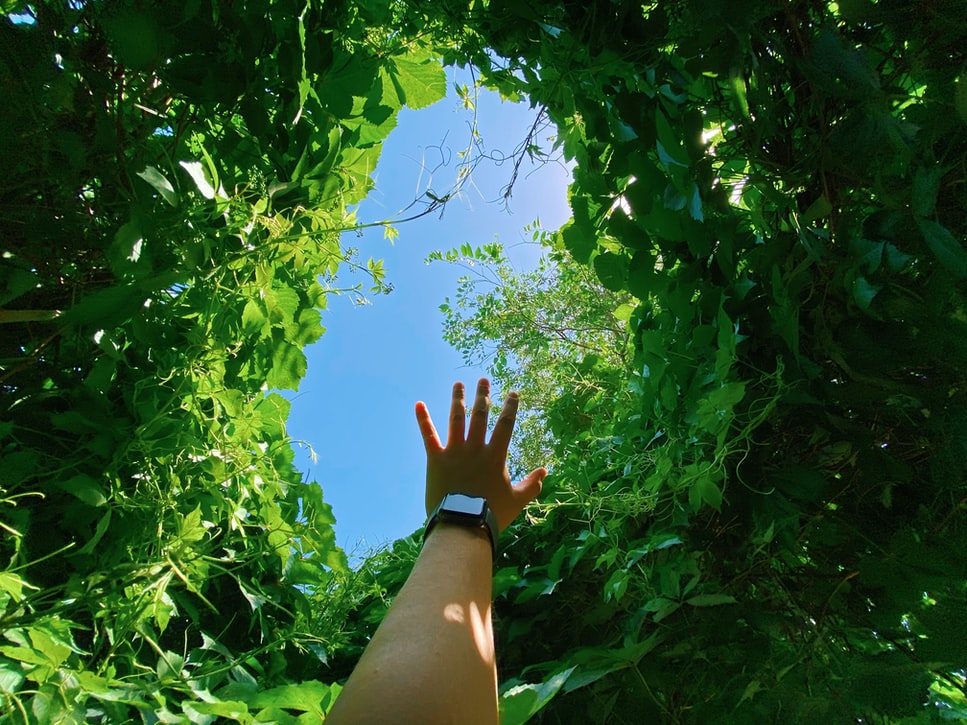 Reforestation : les initiatives des entreprises françaises