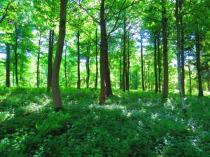 Groupement Forestier : un bon investissement en 2021 ?