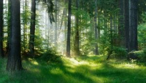 Investir_dans_un_groupement_forestier_permet_d'obtenir_des_avantages_fiscaux