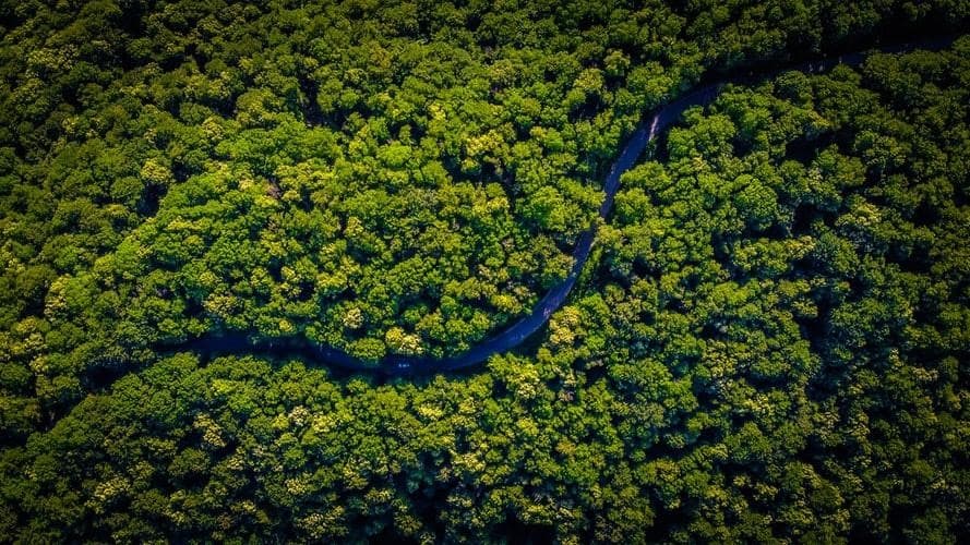 Nuit des forêts : un événement nature au rythme de la forêt française !