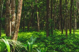 forêt-plus-de-9000-especes-darbres-restent-a-decouvrir