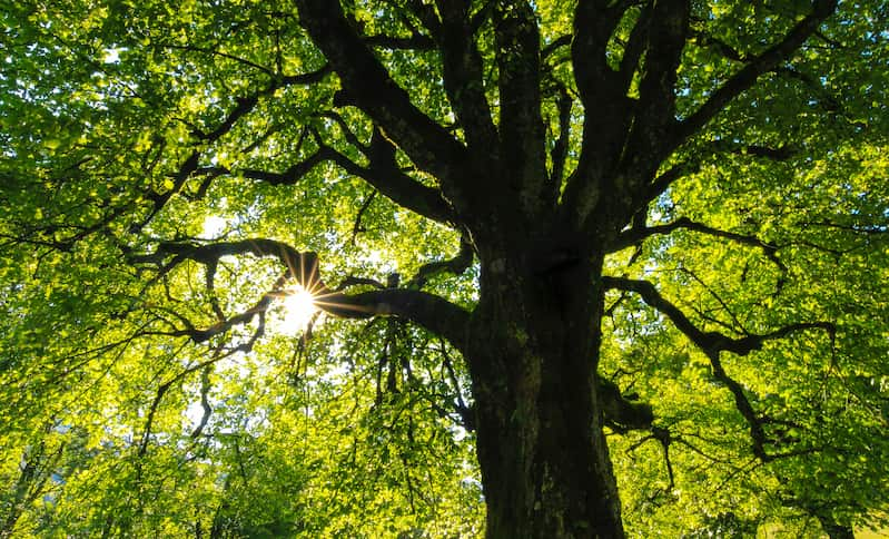 la-vie-secrete-des-arbres