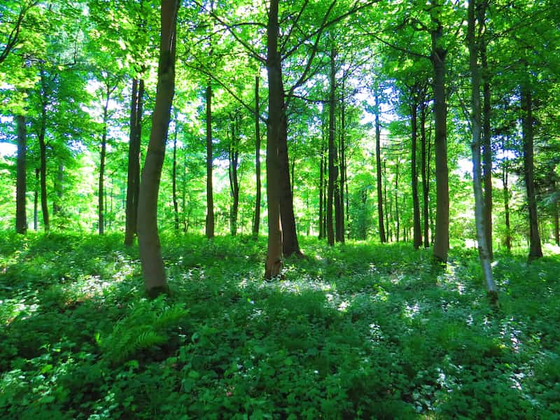 forecial-2-le -nouveau-groupement-forestier-d-investissement-de-fiducial-gerance