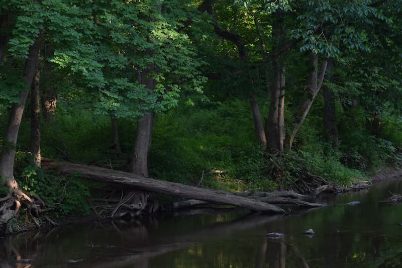 decouverte-du-bois-des-brosses-une-acquisition-prometteuse-pour-le-gfi-france-valley-forets-i