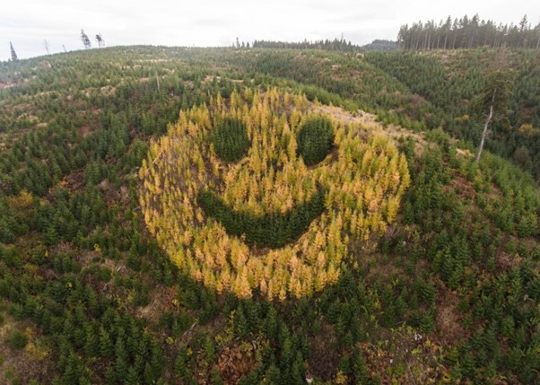 smiley-forestier-de-l-oregon