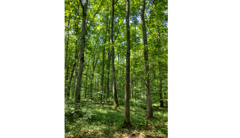 GFI-forecial-nouvelle-acquisition