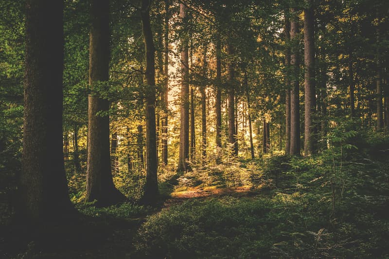 sogenial-immobilier-trois-forets-acquises-pour-le-gfi-coeurforest