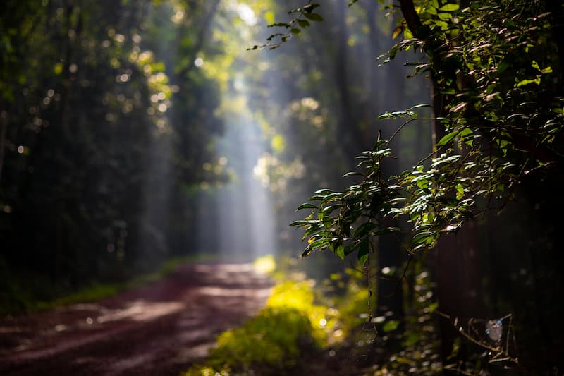journee-internationale-des-forets-2026