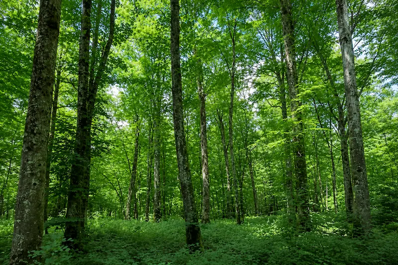 GFI-forecial-2-acquisition-du-bois-l-abbe
