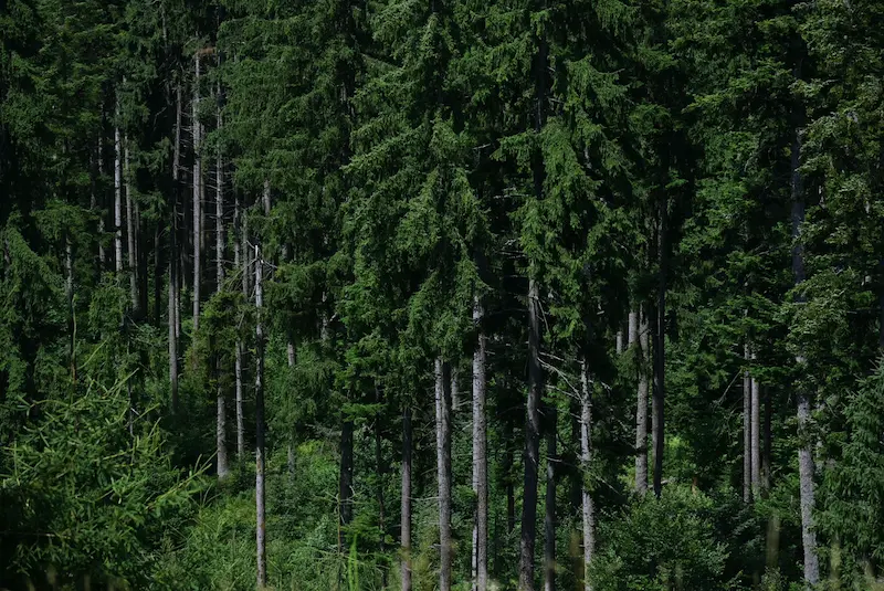 gfi-epiforet-1-defi-foret
