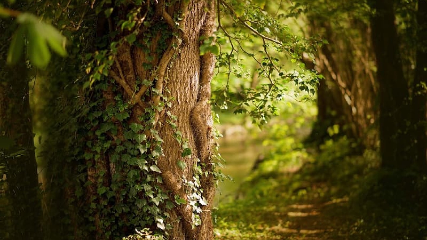 GFI Forecial 2 header