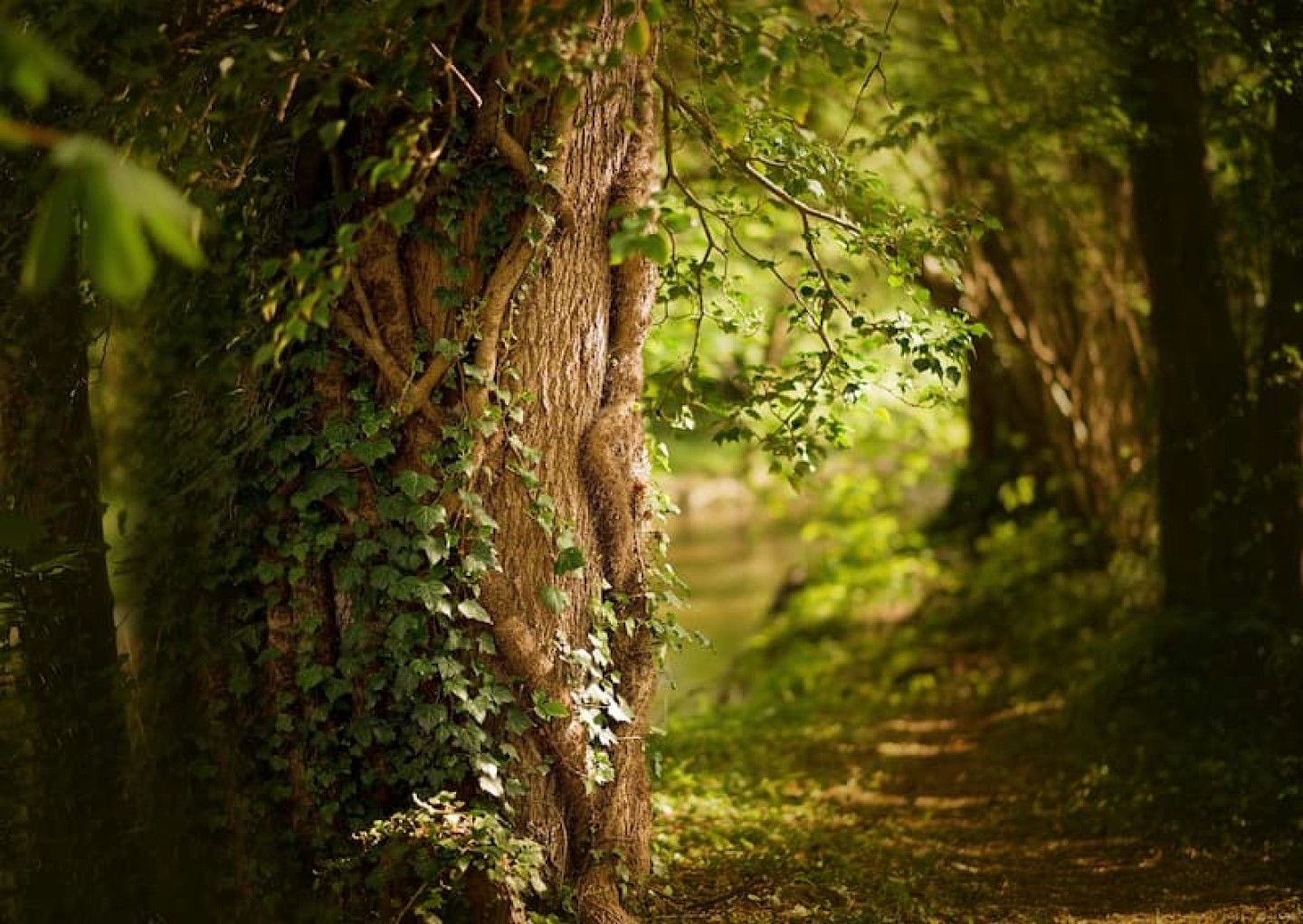 GFI Forecial 2 header