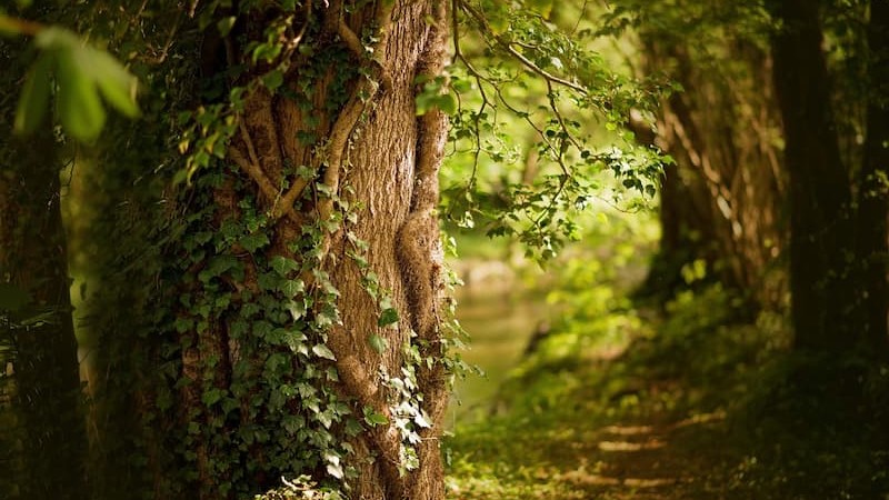 GFI Forecial 2 header