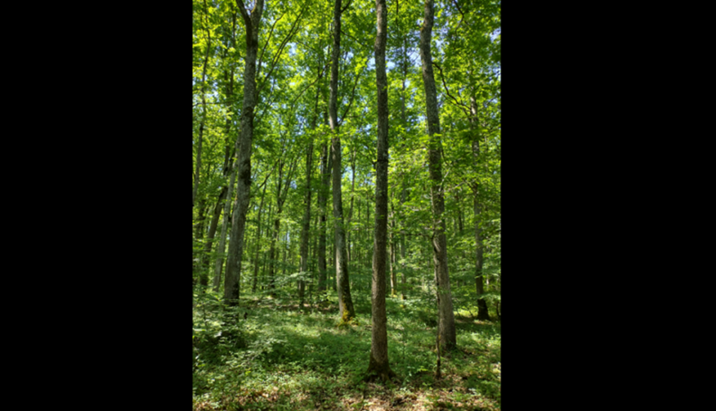 FORECIAL