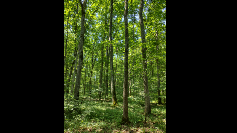 FORECIAL