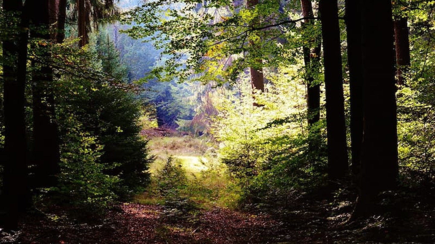 CoeurForest MGF header