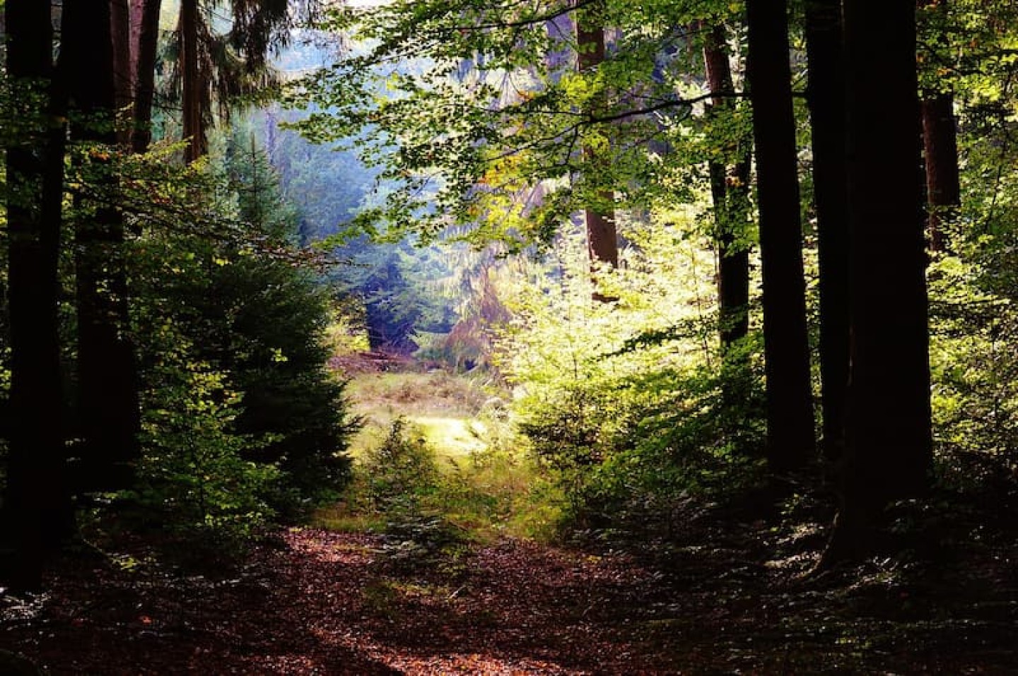 CoeurForest MGF header