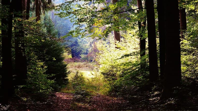 CoeurForest MGF header