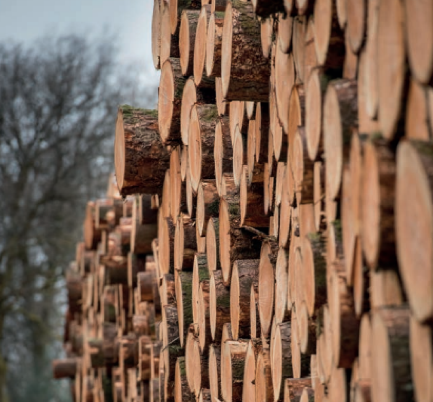 filiere-bois-transition-ecologique