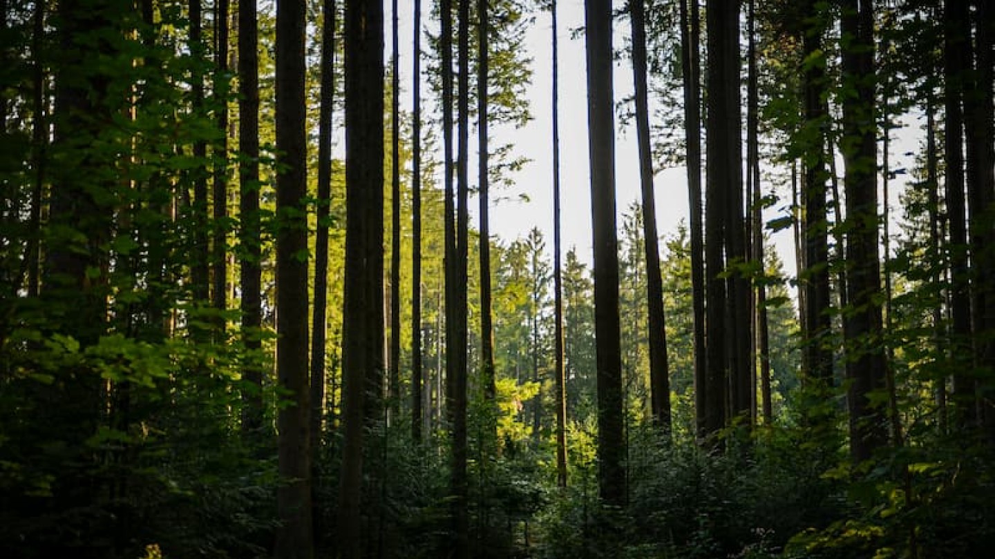 forecial 2 header