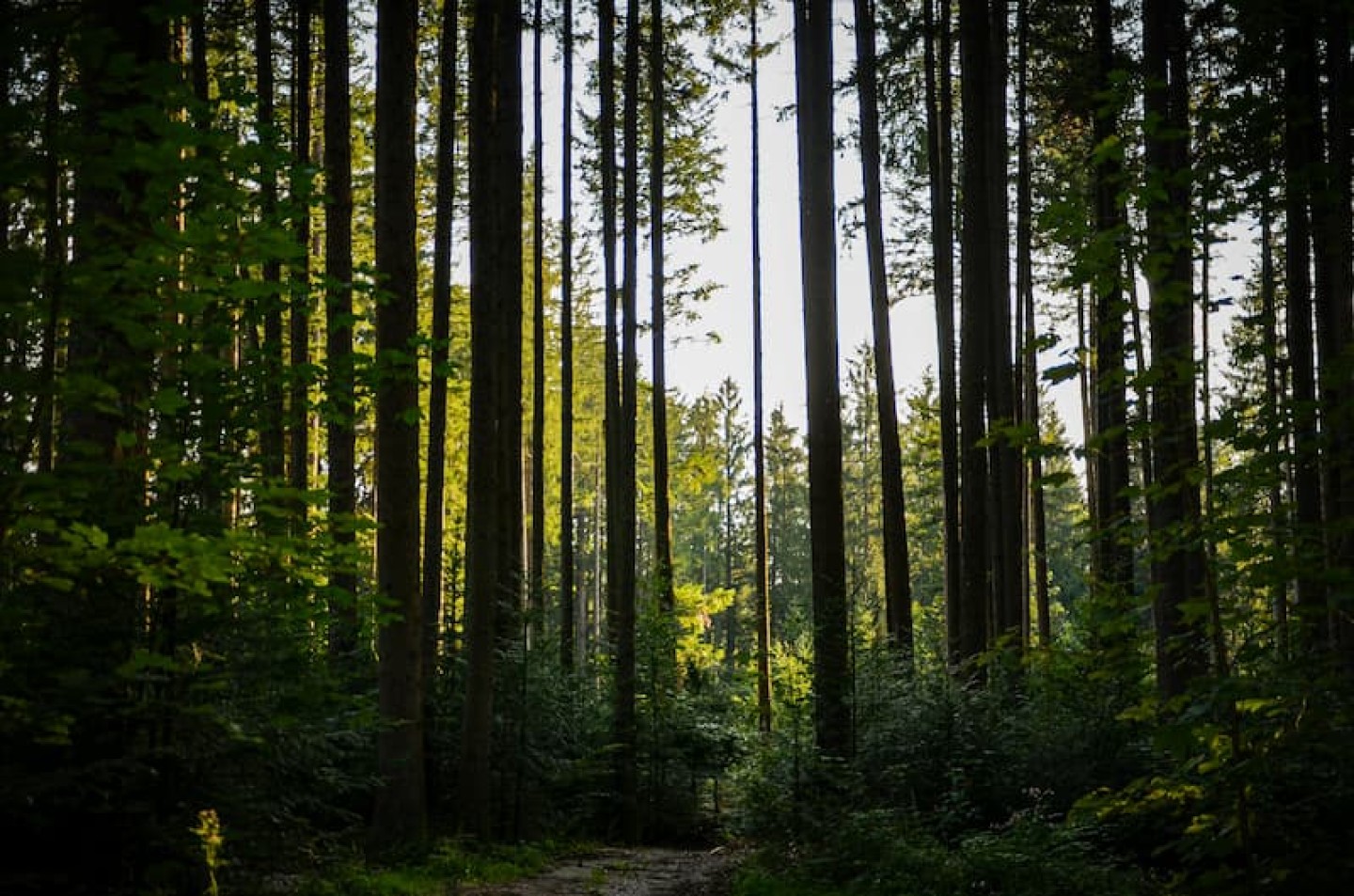 forecial 2 header