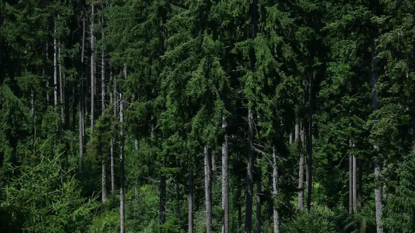 Epiforet 1