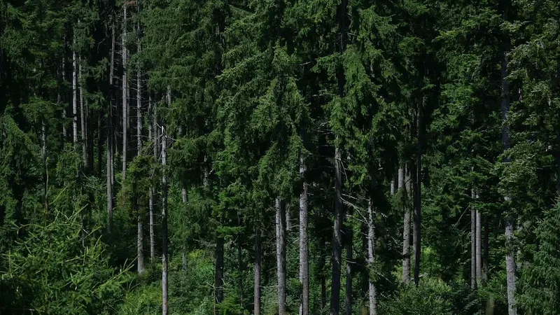 Epiforet 1