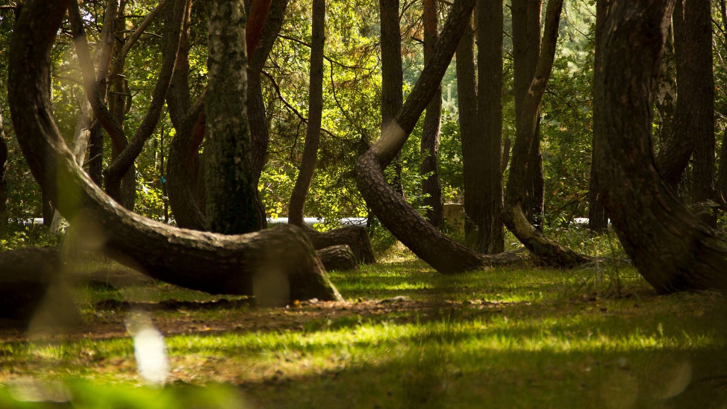 Crooked_Forest_wikimedia_commons