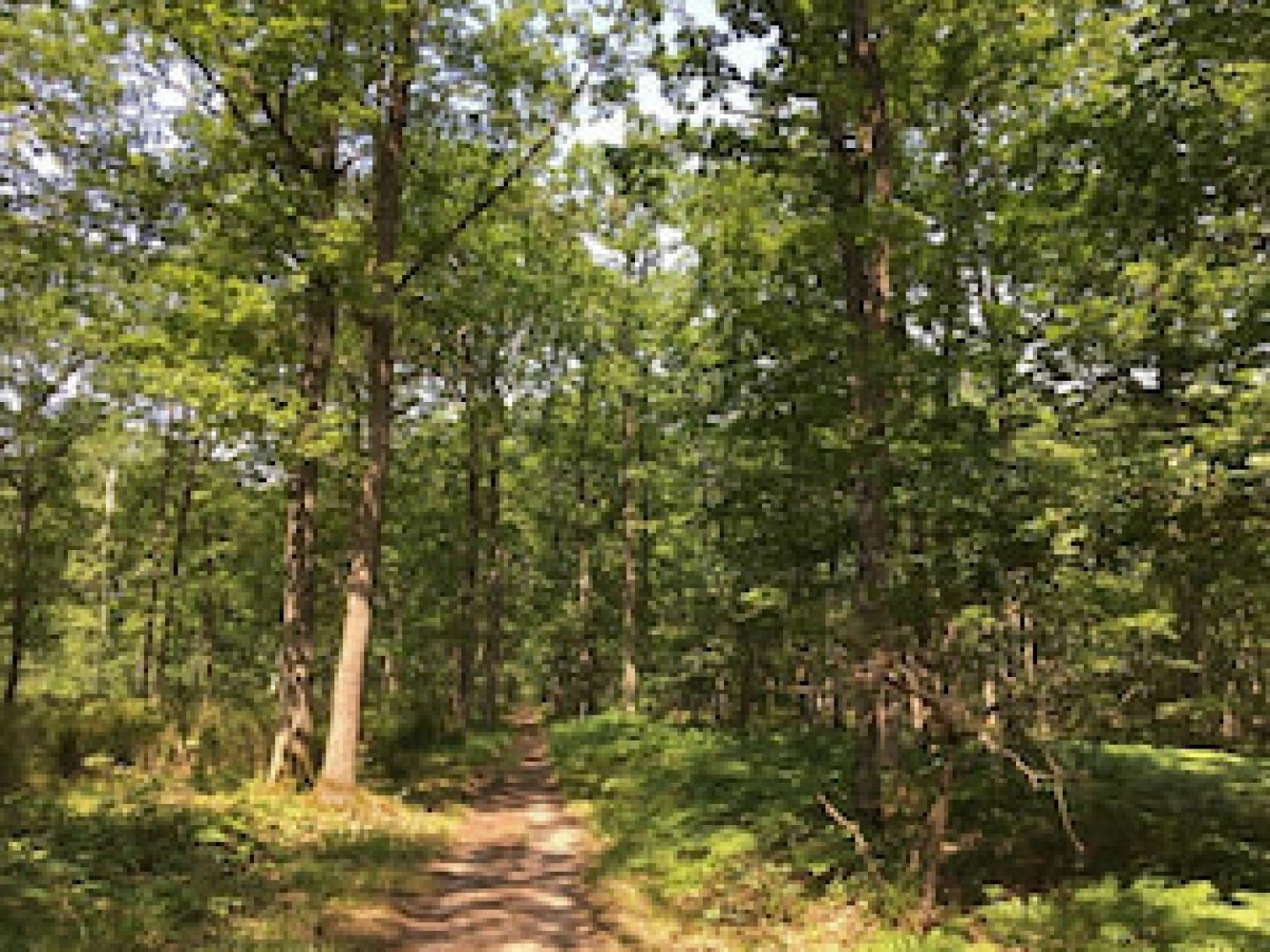 24012024_Forecial 2 vignette