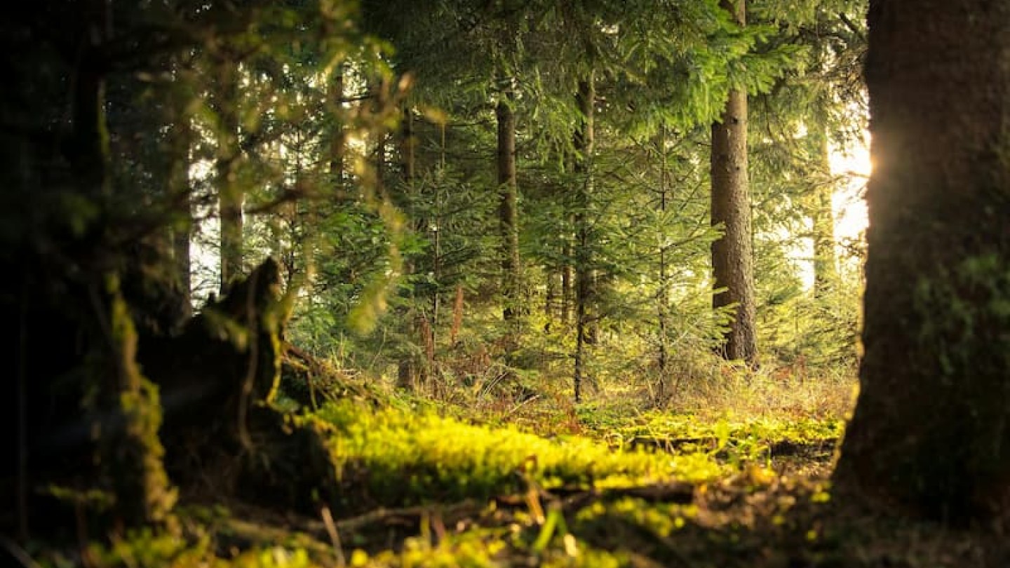 GFI EPIFORÊT 1 header