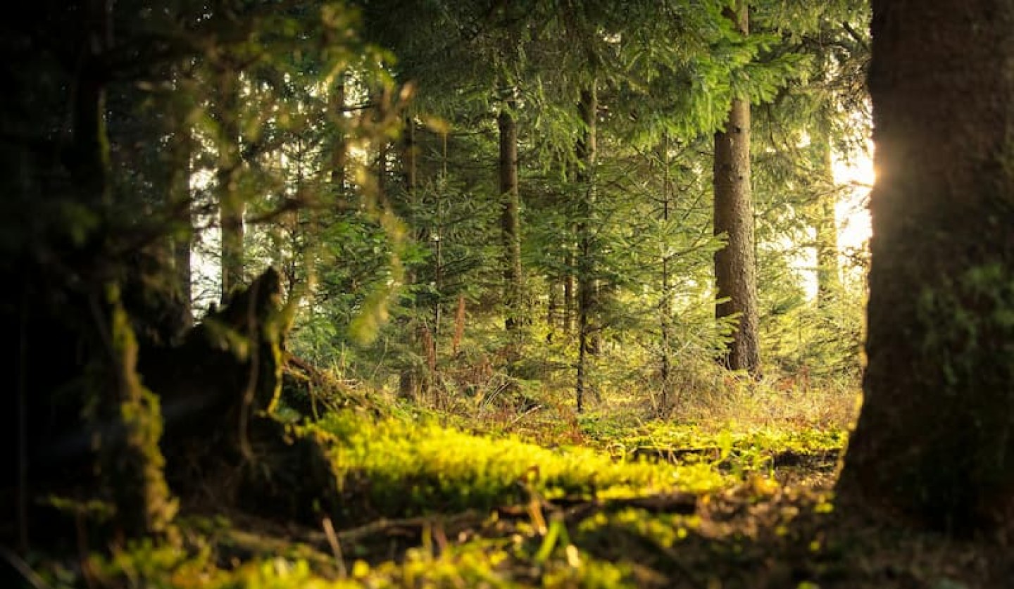 GFI EPIFORÊT 1 header