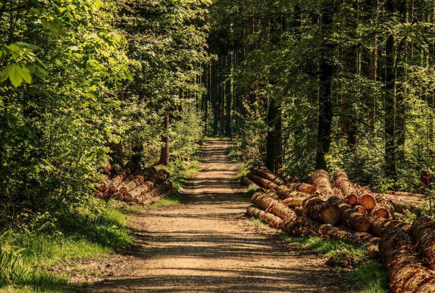 Les bois et forêts bénéficient d’une exonération partielle sur l’IFI