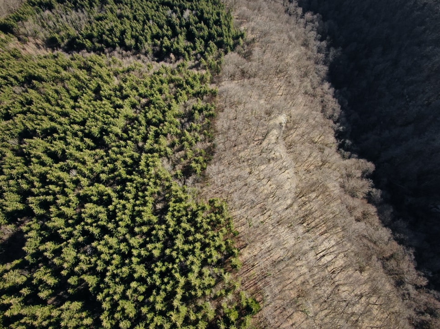 03-08-2020_ethiopie-plante-350-millions-arbres