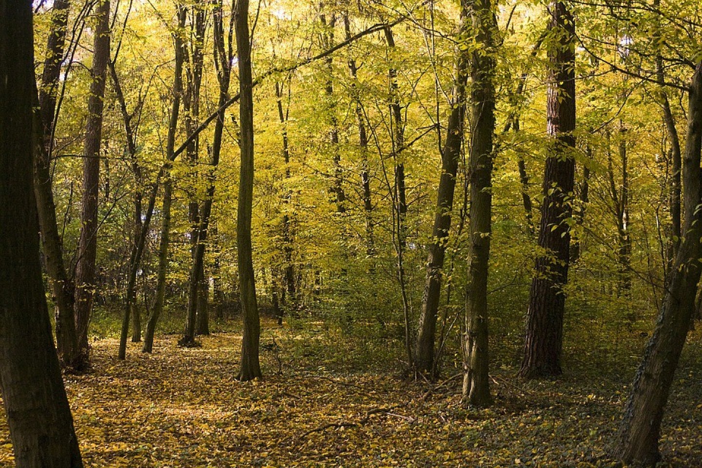 forêt de feuillus