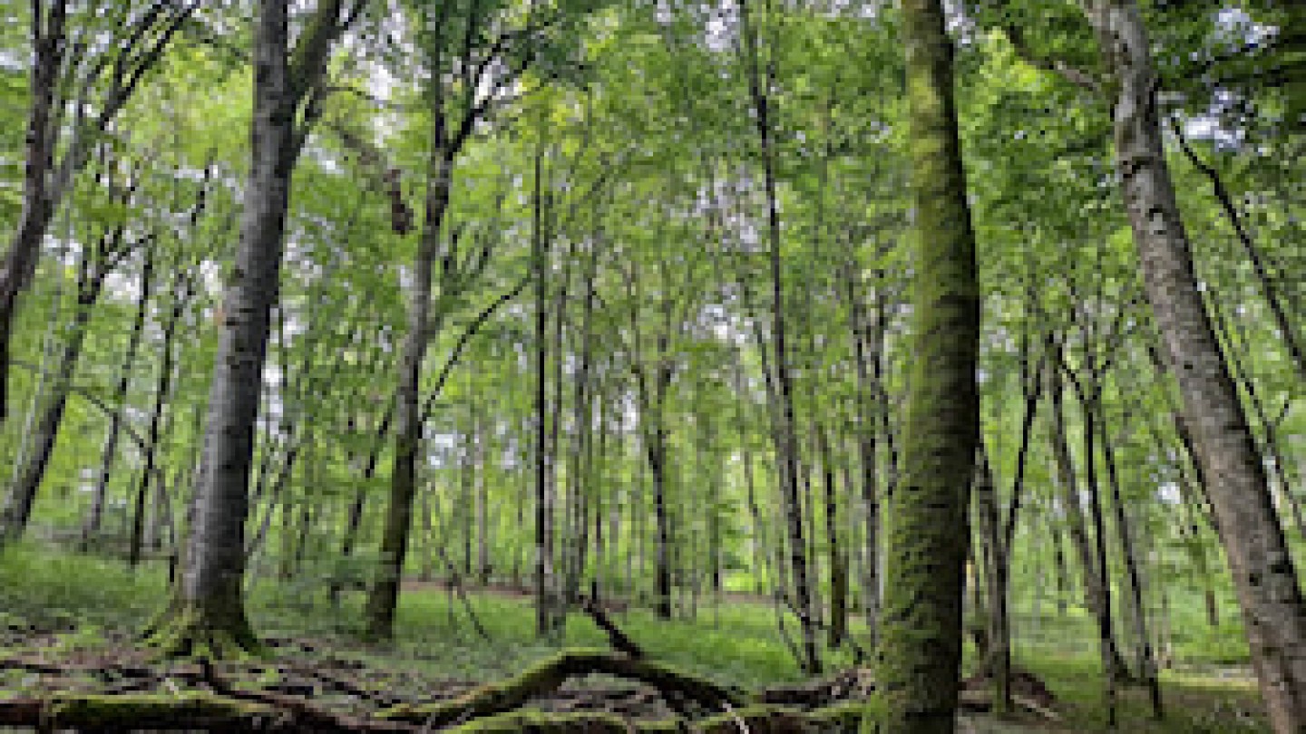 GFI forecial vignette
