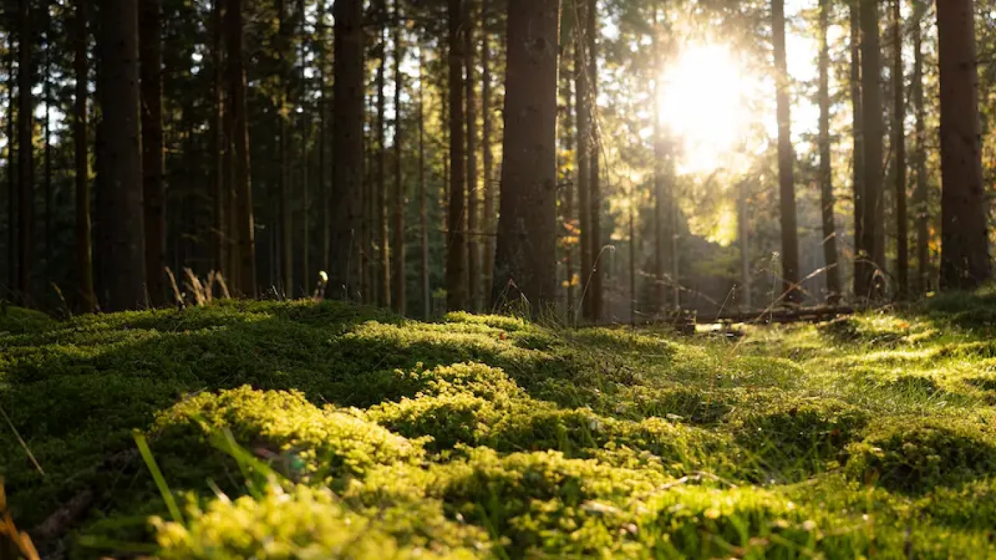 Epiforet 1 header