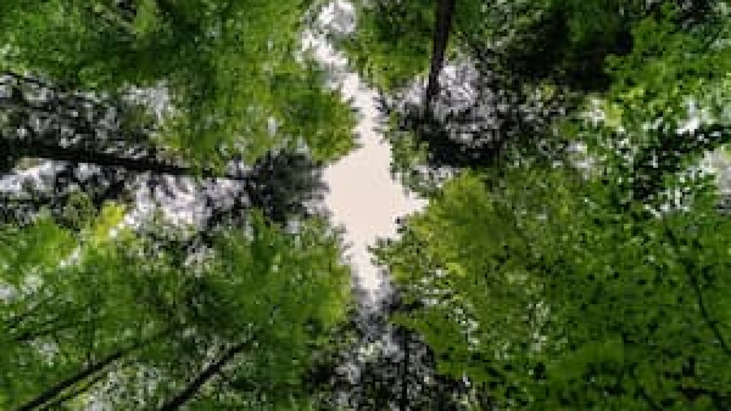 GFI EPIFORÊT 1 vignette