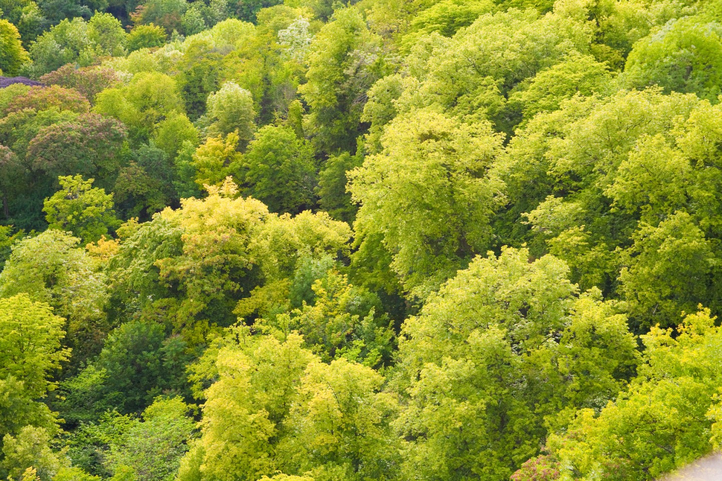 Forêt verdoyante