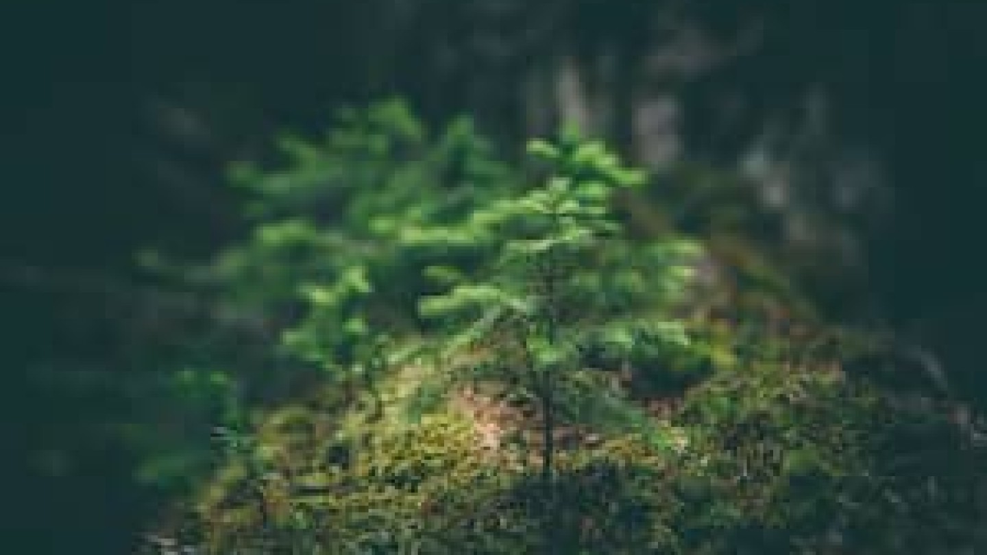 forecial 2 vignette