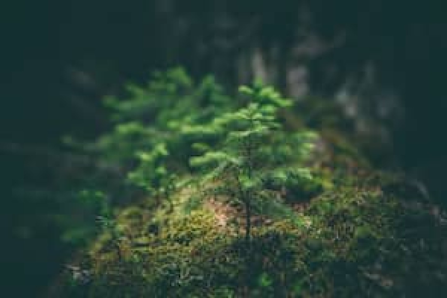 forecial 2 vignette