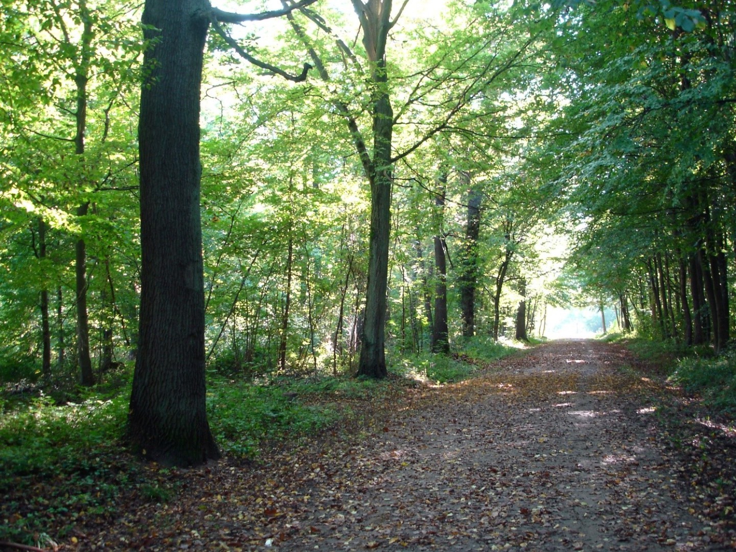 Investissement en forêt