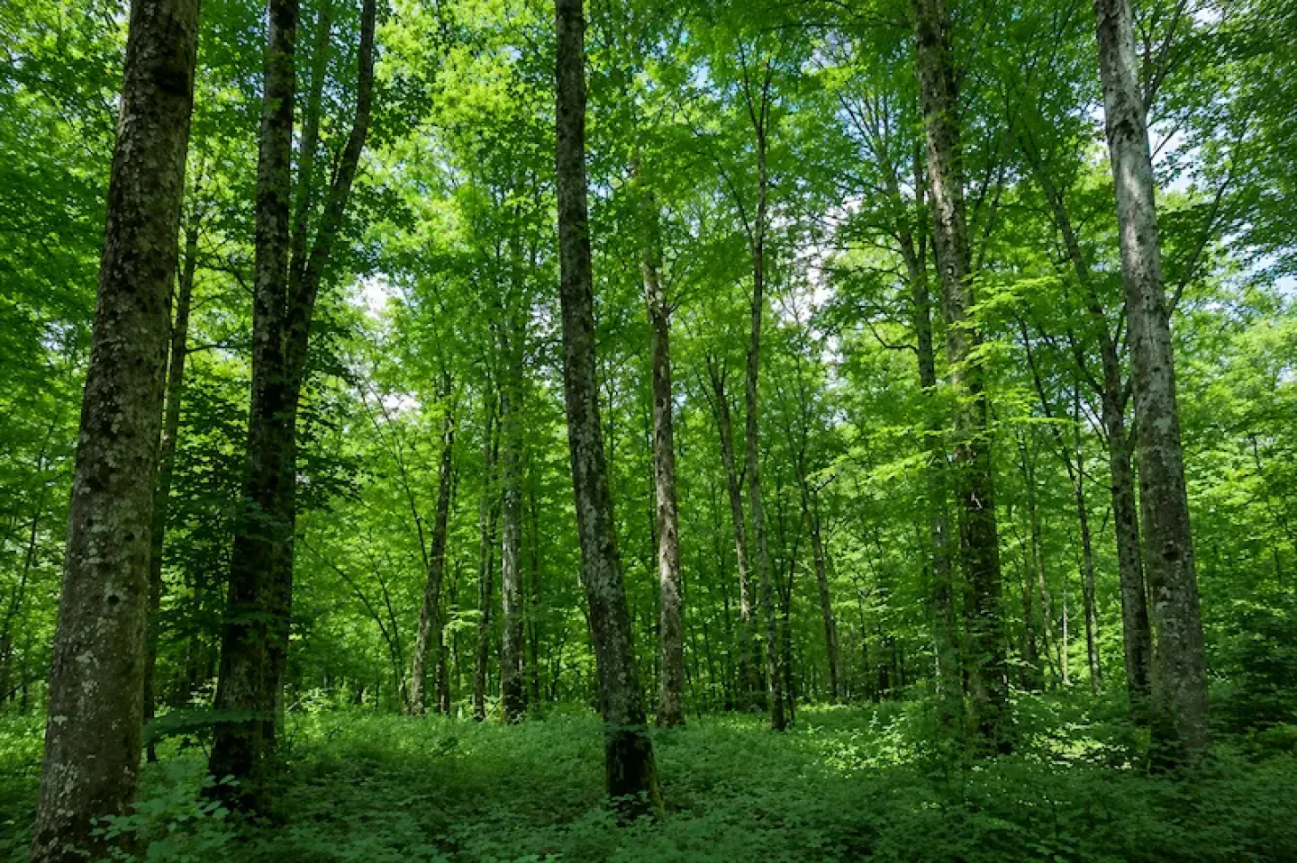 forecial 2 header