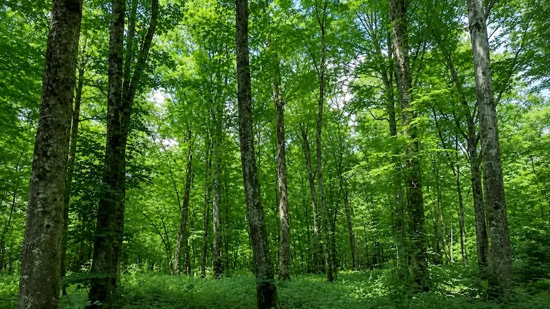 forecial 2 header