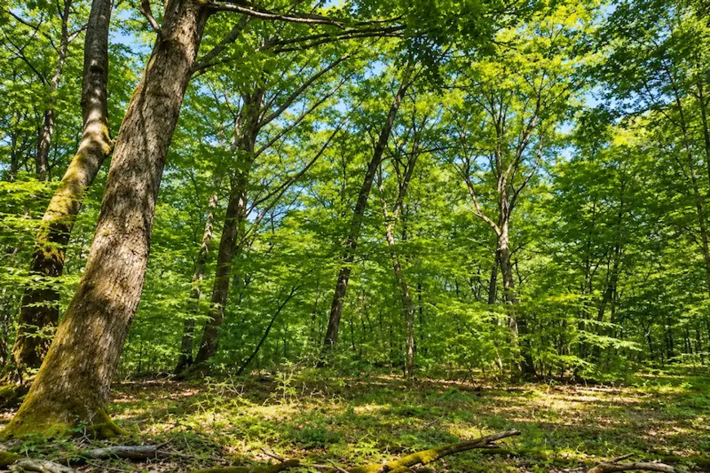 FORECIAL 3 header