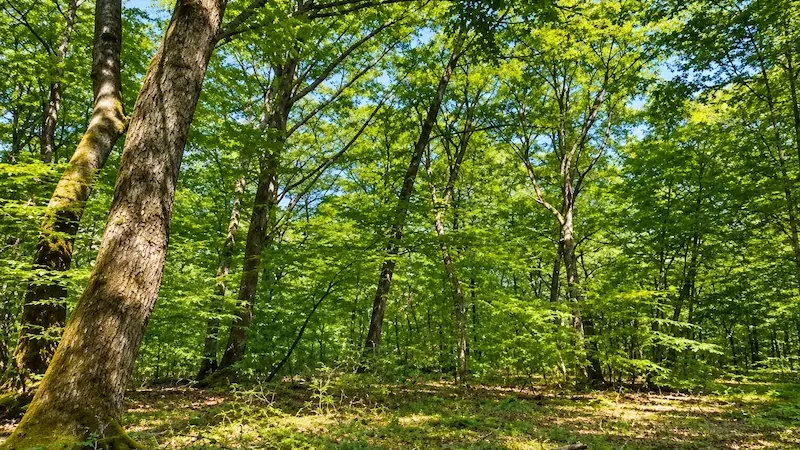 FORECIAL 3 header