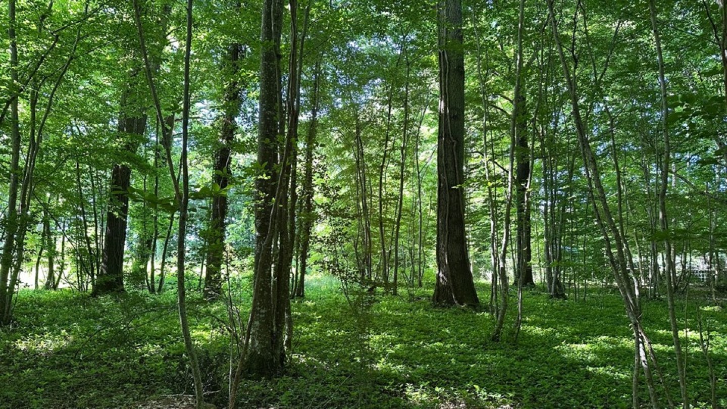 coeurforest 1