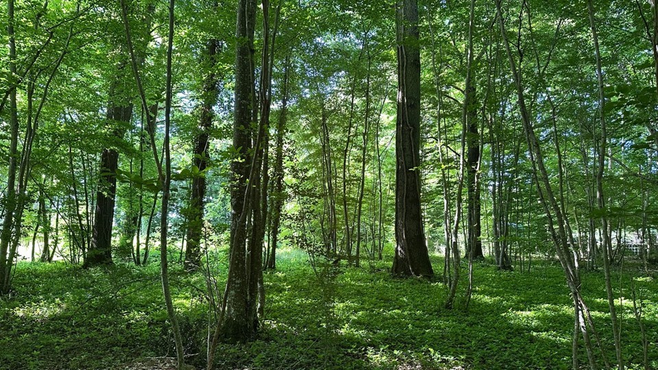 coeurforest 1